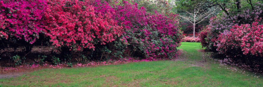 native plant landscaping Mobile AL