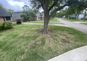 roots-taking-over-the-yard-is-there-a-way-to-cut-these-with-v0-3k82cjoltxw81